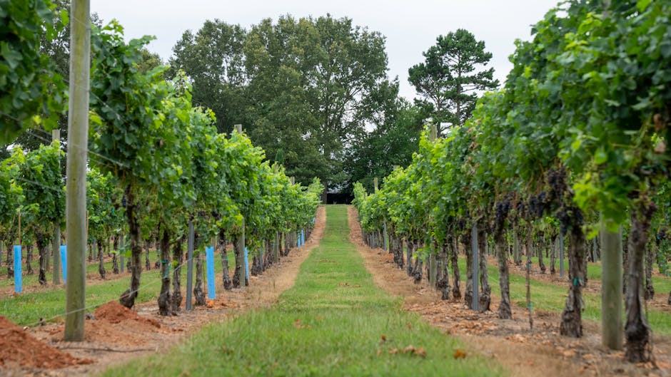 Brunch au vignoble : petit-déjeuner gourmand entre les vignes