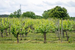 Bulle transparente dans un vignoble : nuit sous les étoiles et les vignes