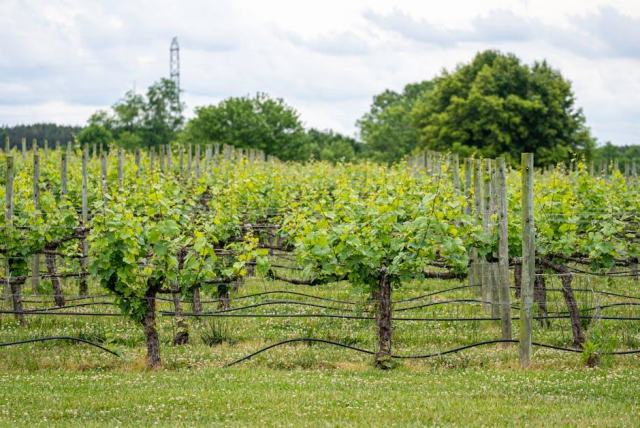 La bulle transparente en vignoble : les étoiles et les vignes pour seul décor
