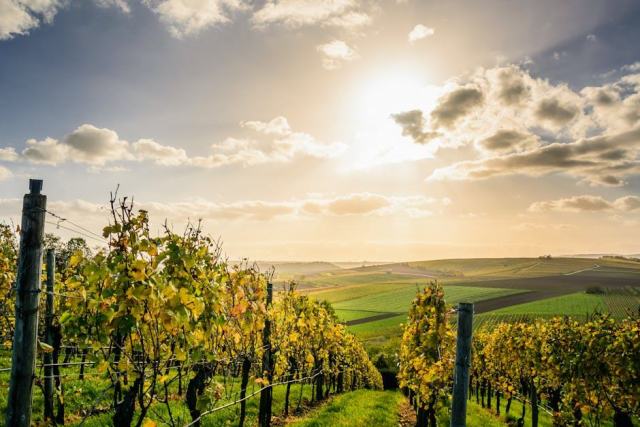 La cabane perchée en vignoble : quand la vue sur les vignes vaut le détour La cabane perchée en vignoble : quand la vue sur les vignes vaut le détour