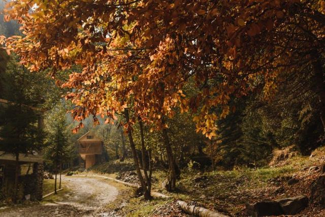 La cabane perchée en vignoble : vue sur les vignes depuis votre terrasse dans les arbres