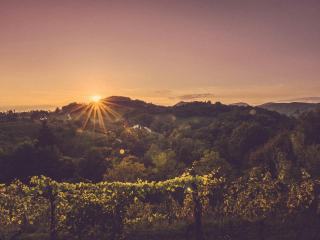 Coucher de soleil dans les vignes : apéro sunset face aux ceps