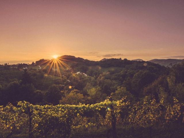 Le coucher de soleil dans les vignes : le spectacle que personne ne rate Le coucher de soleil dans les vignes : le spectacle que personne ne rate