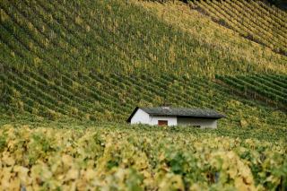 Dormir au domaine viticole : nuit chez le vigneron en France