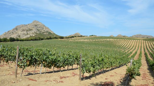 Dormir dans un vignoble corse : chambres, gîtes et cabanes au milieu des vignes Dormir dans un vignoble corse : chambres, gîtes et cabanes au milieu des vignes