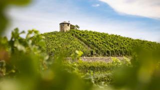 Eco-lodge dans un vignoble : séjour écologique entre les vignes bio