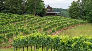 Prix cabane dans les vignes, combien prévoir pour une nuit