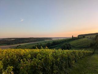 Séjour au vignoble : la période des vendanges est la pire pour visiter