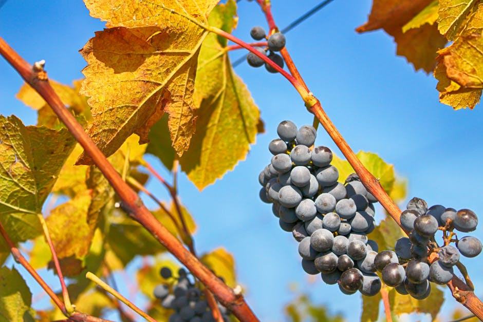 Routes des vins en France : itinéraires et étapes à ne pas rater