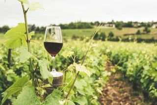 Routes des vins en France : itinéraires et étapes à ne pas rater