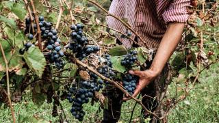 Vendanges participatives : récoltez le raisin à la main en vignoble