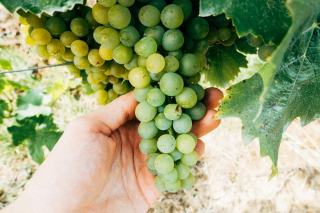 Vendanges participatives : récoltez le raisin à la main en vignoble
