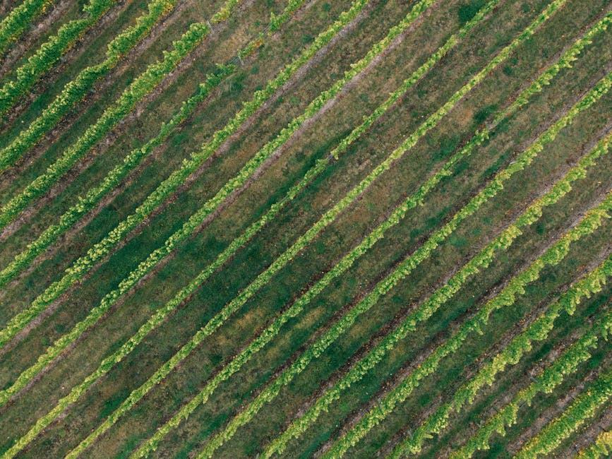 Cabane dans les vignobles de Bourgogne : nuit entre les climats