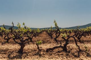 Rangs de vigne au pied d'une colline de garrigue, en fin de journée