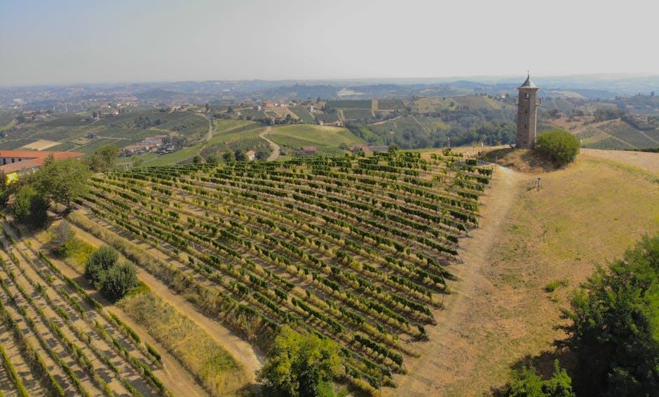 Cabane dans les vignobles de Provence : nuit au soleil du Sud