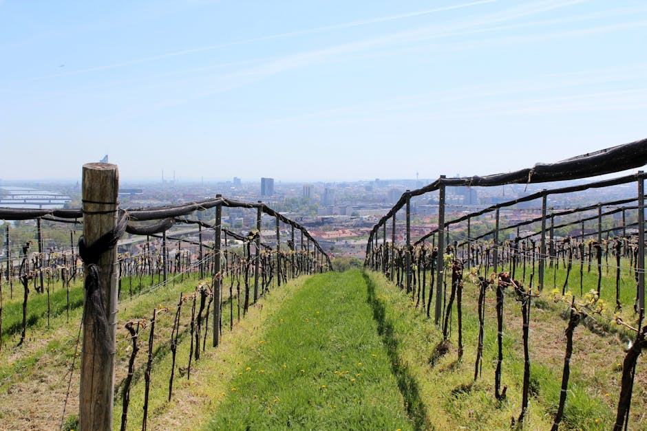 Cabane dans les vignobles du Rhône : syrah, grenache et terrasses